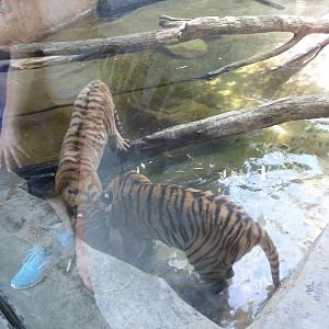 Malayan Tiger Playing in the Water