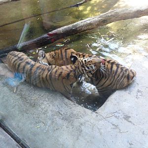 Malayan Tiger Playing in the Water