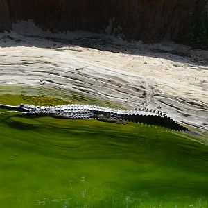 False Gharial