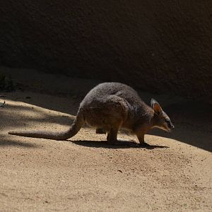 Tammar Wallaby
