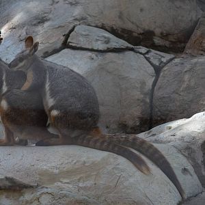 Yellow-footed Rock Wallaby