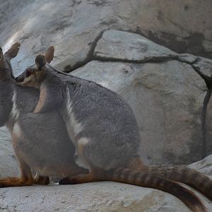 Yellow-footed Rock Wallaby