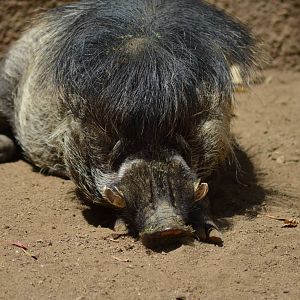 Visayan Warty Pig