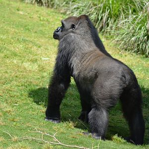 Lowland Gorilla