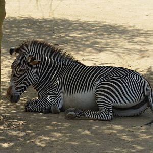 Grevy's Zebra