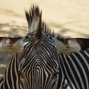 Grevy's Zebra
