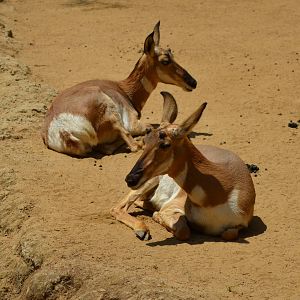 Peninsula Pronghorns