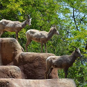 Desert Bighorn Sheep
