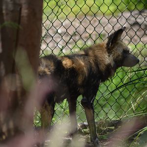 African Wild Dog