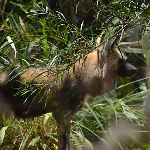 African Wild Dog
