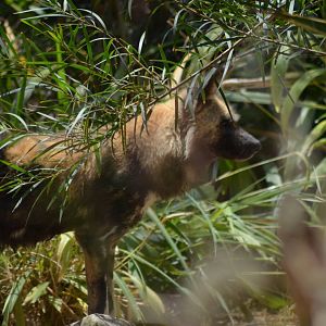African Wild Dog
