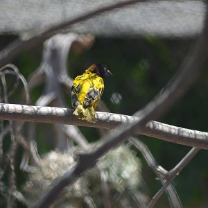Black-headed Weaver