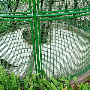 Mongoose Exhibit at Saigon Zoo, 16/03/12