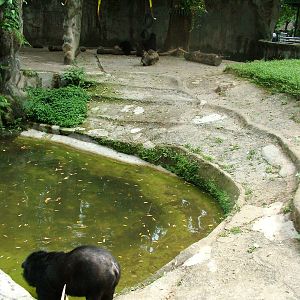Bear Enclosure at Saigon Zoo, 16/03/12