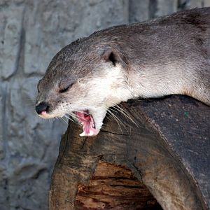 Smooth-coated Otter at Saigon Zoo, 16/03/12