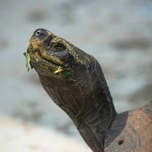 Yellow-headed Temple Turtle at Saigon Zoo, 16/03/12