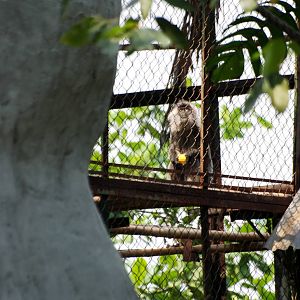 Silvered Langur at Saigon Zoo, 16/03/12