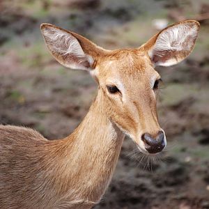 Eld's Deer at Saigon Zoo, 16/03/12