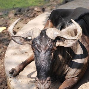 Black-bearded Brindled Gnu at Saigon Zoo, 16/03/12