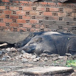 Asian Wild Boar at Saigon Zoo, 16/03/12