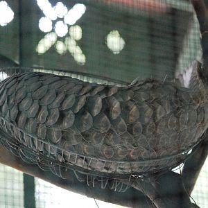 Sleeping Pangolin at Saigon Zoo, 16/03/12