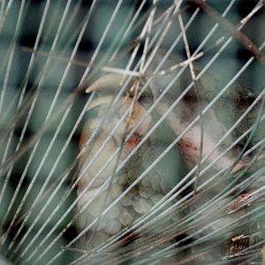 Sleeping Pangolin at Saigon Zoo, 16/03/12