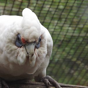 Western Long Billed Corella at Blackpool Zoo 19/05/12