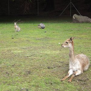 Vicuna and Mara at Blackpool Zoo 19/05/12