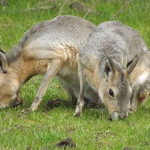 Patagonian Mara at Blackpool Zoo 19/05/12