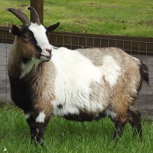 African Pygmy Goat at Blackpool Zoo 19/05/12