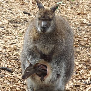 Red Necked Wallaby at Blackpool Zoo 19/05/12