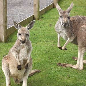 Red Kangaroos at Blackpool Zoo 19/05/12