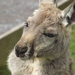 Red Kangaroo at Blackpool Zoo 19/05/12
