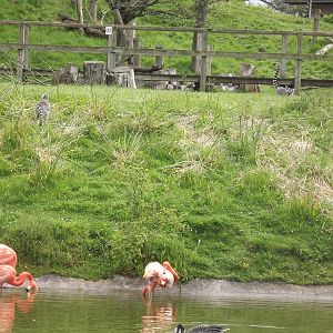 Life on the Lake at Blackpool Zoo 19/05/12