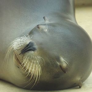 Californian Sea Lion at Blackpool Zoo 19/05/12