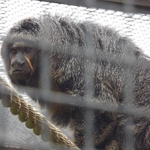 White-Faced Saki at Blackpool Zoo 19/05/12