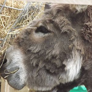 Mediterranean Miniature Donkey at Blackpool Zoo 19/05/12