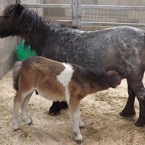 Shetland Ponies at Blackpool Zoo 19/05/12