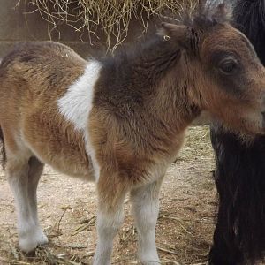 Shetland Pony at Blackpool Zoo 19/05/12