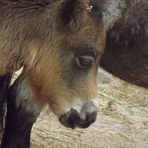 Shetland Pony at Blackpool Zoo 19/05/12