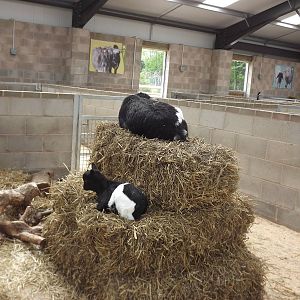 Pygmy Goats at Blackpool Zoo 19/05/12