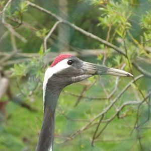 Red Crowned Crane at Blackpool Zoo 19/05/12