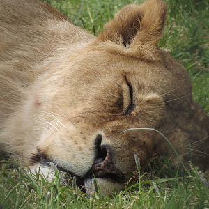 African Lioness at Blackpool Zoo 19/05/12