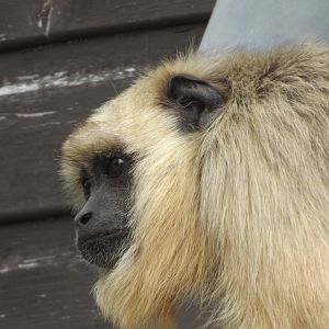 Black Howler Monkey at Blackpool Zoo 19/05/12