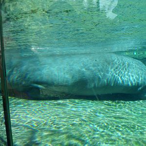 Hippo Underwater View