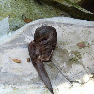 African Spotted Otter