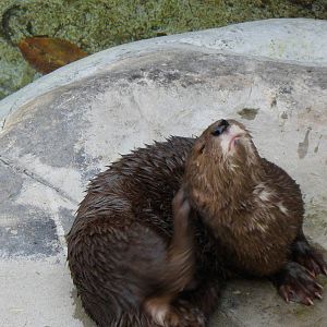 African Spotted Otter