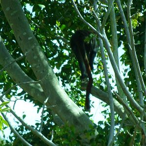 Guenon Runing Away in Trees
