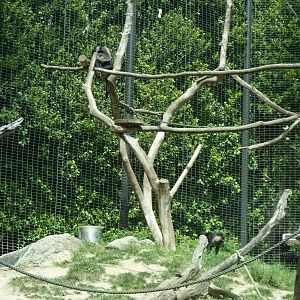 Lion-tailed Macaque Exhibit