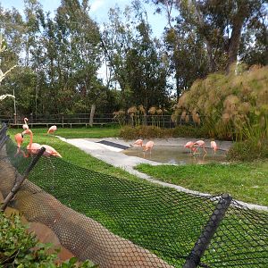 Urban Jungle Flamingo Exhibit